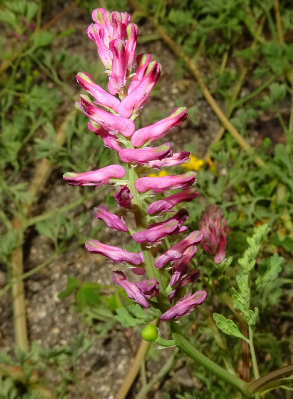 Fumaria officinalis subsp. officinalis / Fumaria comune